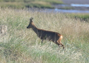 Capreolus capreolus