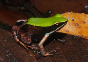 Mantella manery