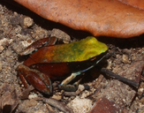 Mantella viridis