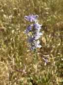 Delphinium hesperium