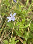 Delphinium hesperium