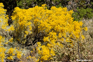 Ericameria nauseosa