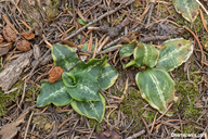 Goodyera oblongifolia