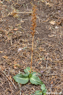 Goodyera oblongifolia