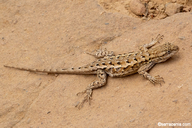 Sceloporus occidentalis