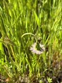 Microseris douglasii ssp. douglasii
