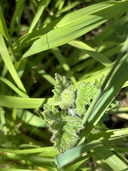 Phacelia malvifolia