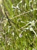 Plantago erecta