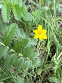 Potentilla anserina ssp. pacifica