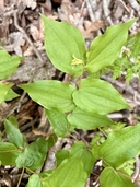 Prosartes hookeri