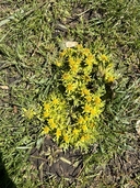 Sanicula arctopoides