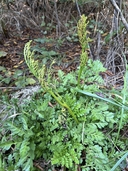 Sceptridium multifidum