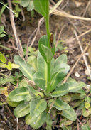 Samolus valerandi