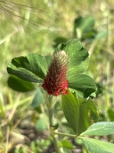 Trifolium incarnatum