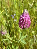 Purple Clover