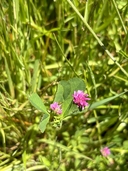 Trifolium resupinatum