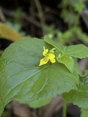 Viola glabella