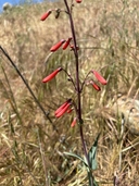 Penstemon centranthifolius
