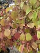 Viburnum dentatum