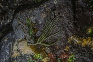Sea Staghorn