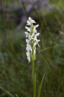 Tall White Bog Orchid