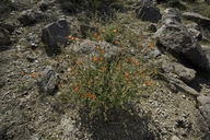 Desert Apricot Mallow