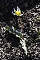 St. Helena Fawn Lily