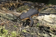 Taricha granulosa