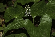 False Lily of The Valley