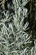 Artemisia longifolia