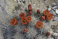 Claretcup Cactus