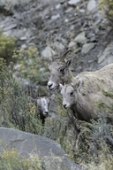 Rocky Mountain Bighorn Sheep