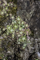Spoon-leaved Stonecrop