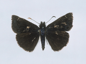Grinnell's Duskywing