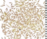 Agrostis exarata