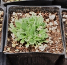 Antennaria microphylla