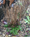 Arabis eschscholtziana