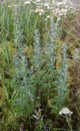 Artemisia absinthium