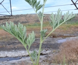 Artemisia absinthium