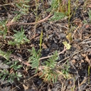 Astragalus misellus var. misellus