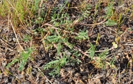 Astragalus misellus var. misellus