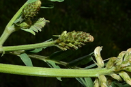 Astragalus canadensis