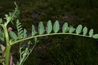 Astragalus canadensis