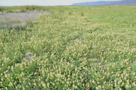 Astragalus canadensis