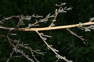 Bassia scoparia