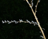 Bassia scoparia