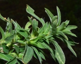 Bassia scoparia