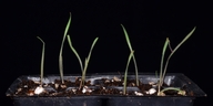 Bromus briziformis
