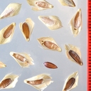 Bromus briziformis