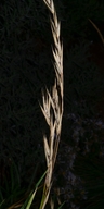 Bromus carinatus